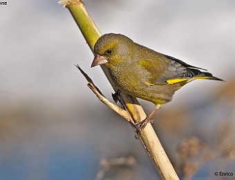 Animali_167 